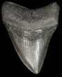 Fossil Megalodon Tooth - South Carolina #41151-1